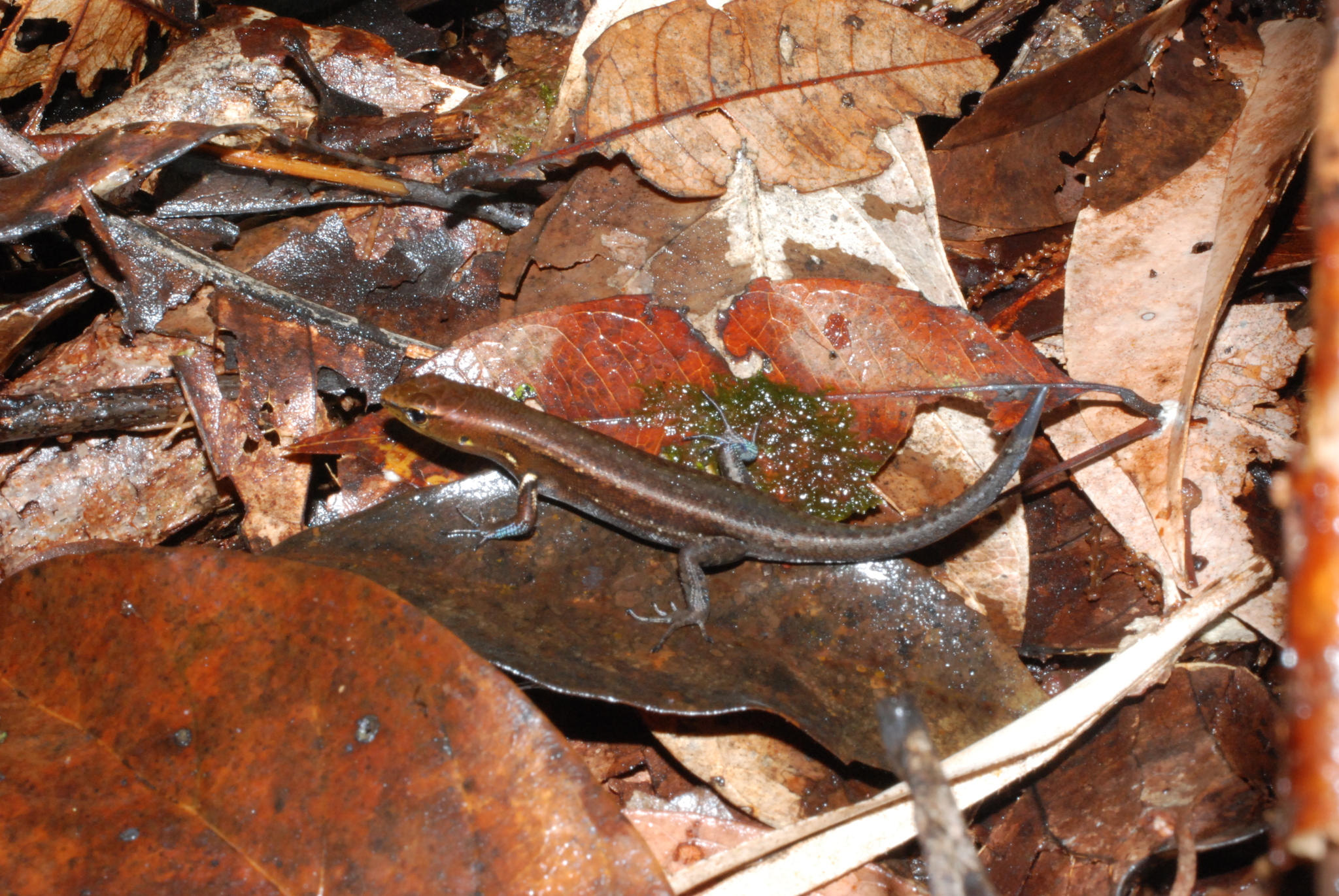 Pope's Emo Skink photo 4