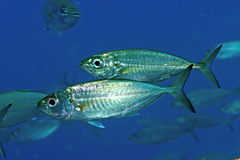 Selar crumenophthalmus