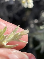 Pseudognaphalium beneolens