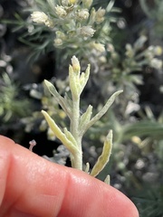 Pseudognaphalium beneolens