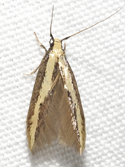 Opogona stenocraspeda