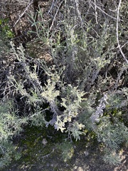 Pseudognaphalium beneolens