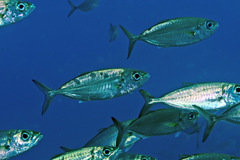 Selar crumenophthalmus