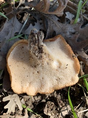 Polyporus decurrens
