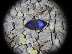 Arhopala