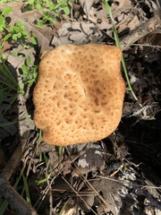 Polyporus decurrens