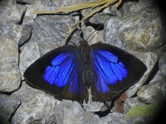 Arhopala