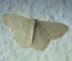 Phaiogramma faustinata