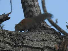 Callosciurus caniceps