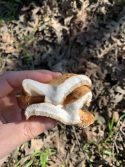 Polyporus decurrens