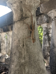 Anolis stratulus