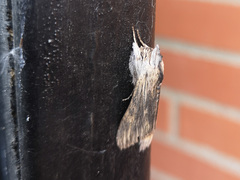 Cucullia chamomillae