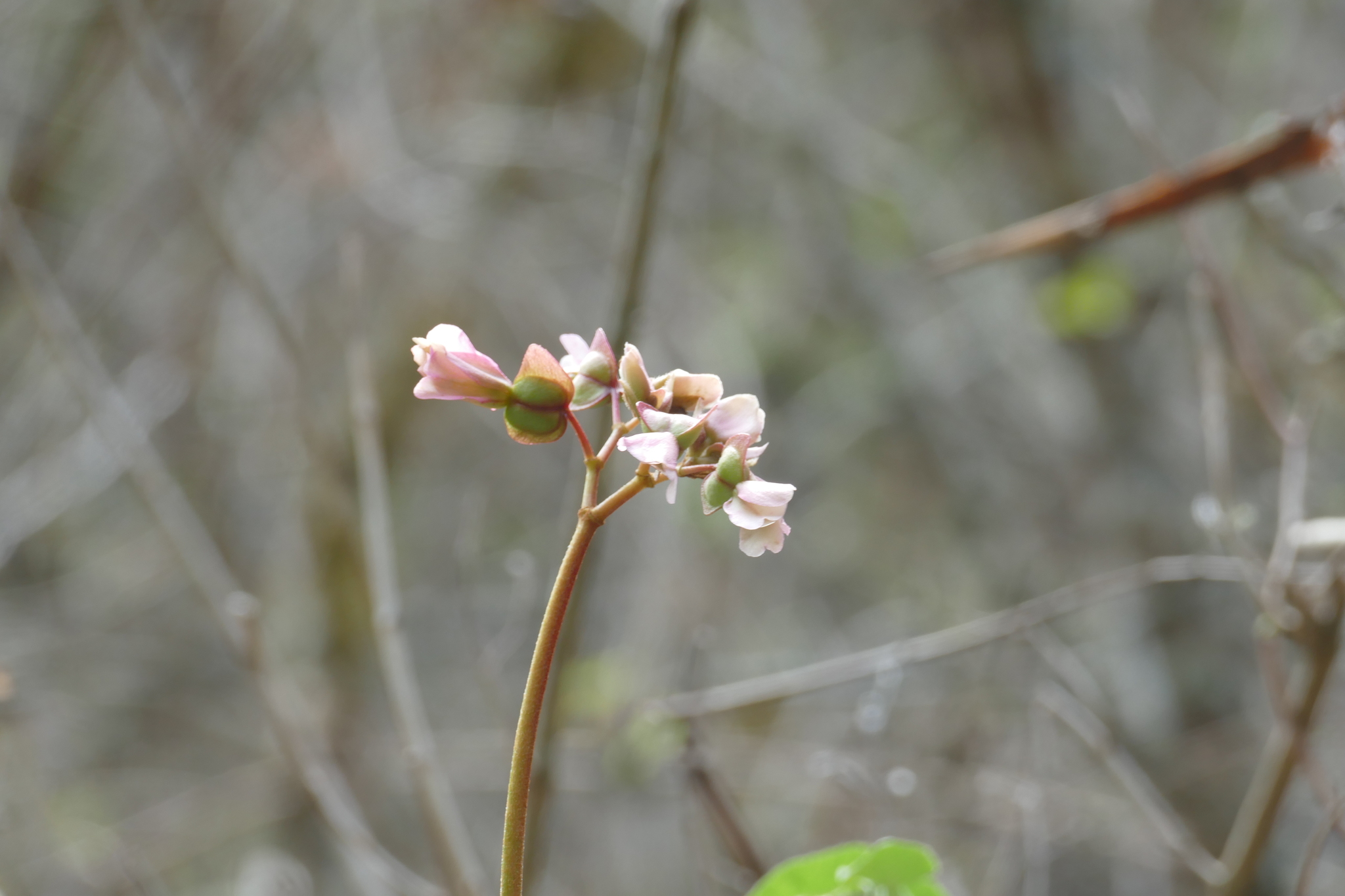 Begonia parcifolia image