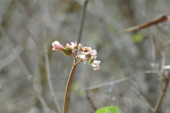 Begonia parcifolia