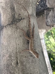 Anolis stratulus