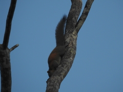Callosciurus caniceps