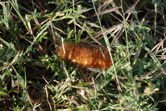 Pygarctia
