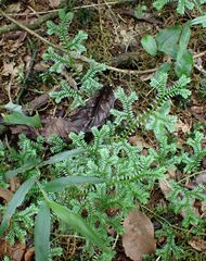 Selaginellaceae
