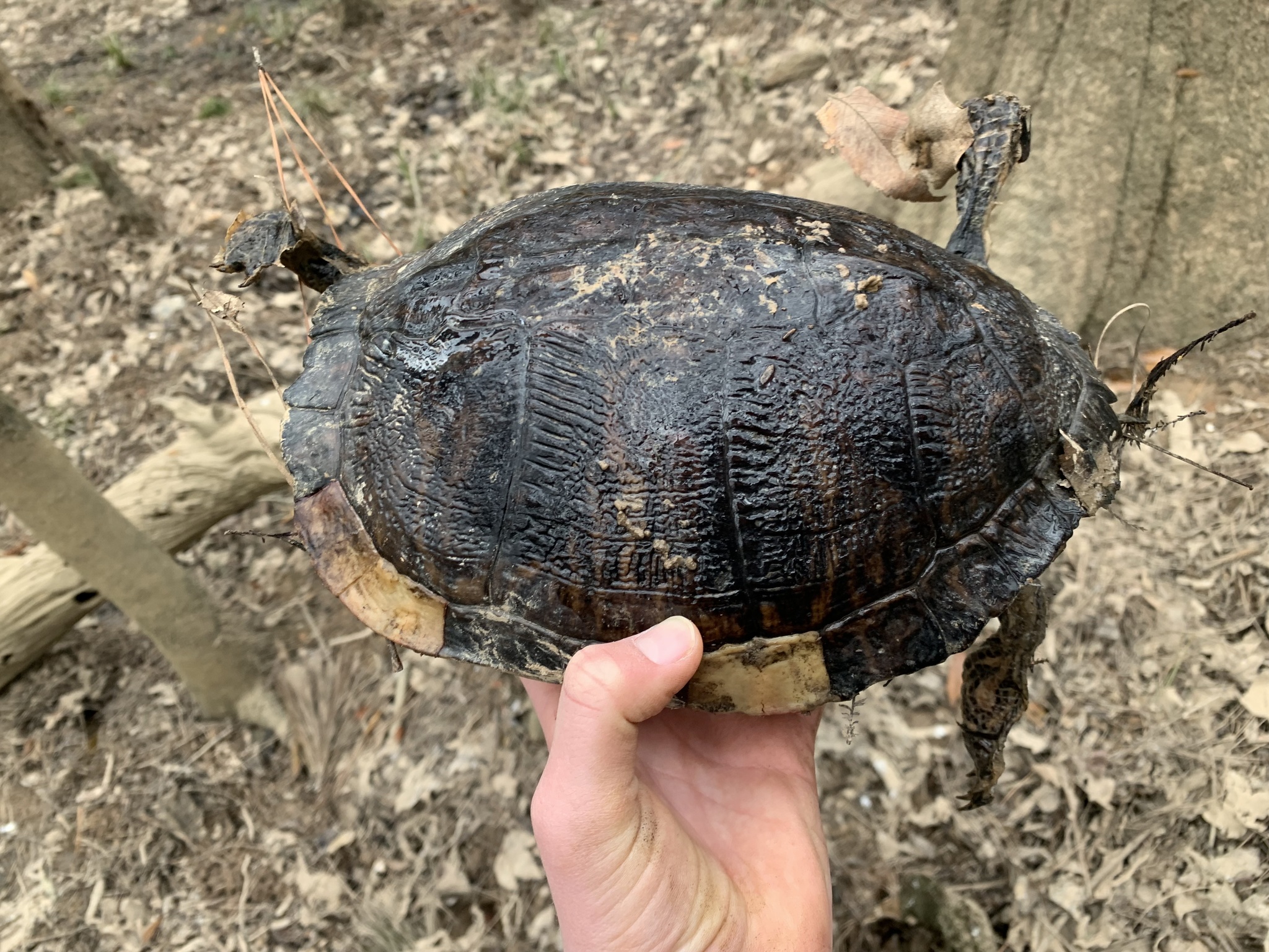 Trachemys scripta scripta