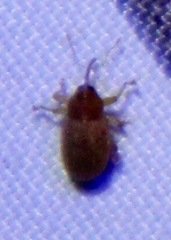 Lignyodes