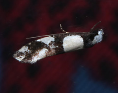 Monopis icterogastra