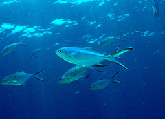 Trachinotus baillonii