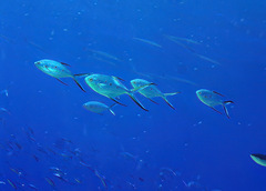 Trachinotus baillonii