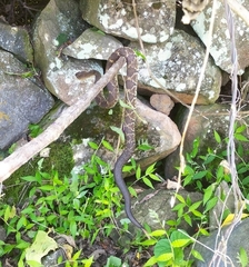 Crotalus basiliscus