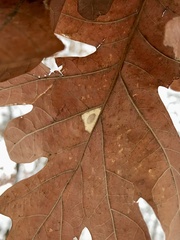 Phyllonorycter basistrigella