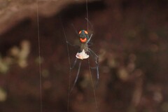 Leucauge argyrobapta