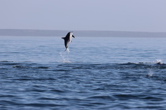 Sagmatias obscurus