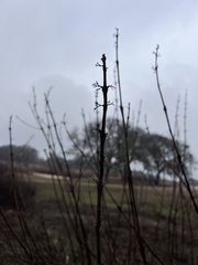 Cephalanthus occidentalis