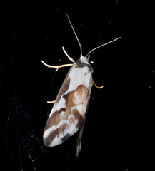 Philenora chionastis