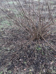 Cephalanthus occidentalis