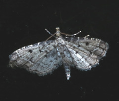 Sufetula hemiophthalma