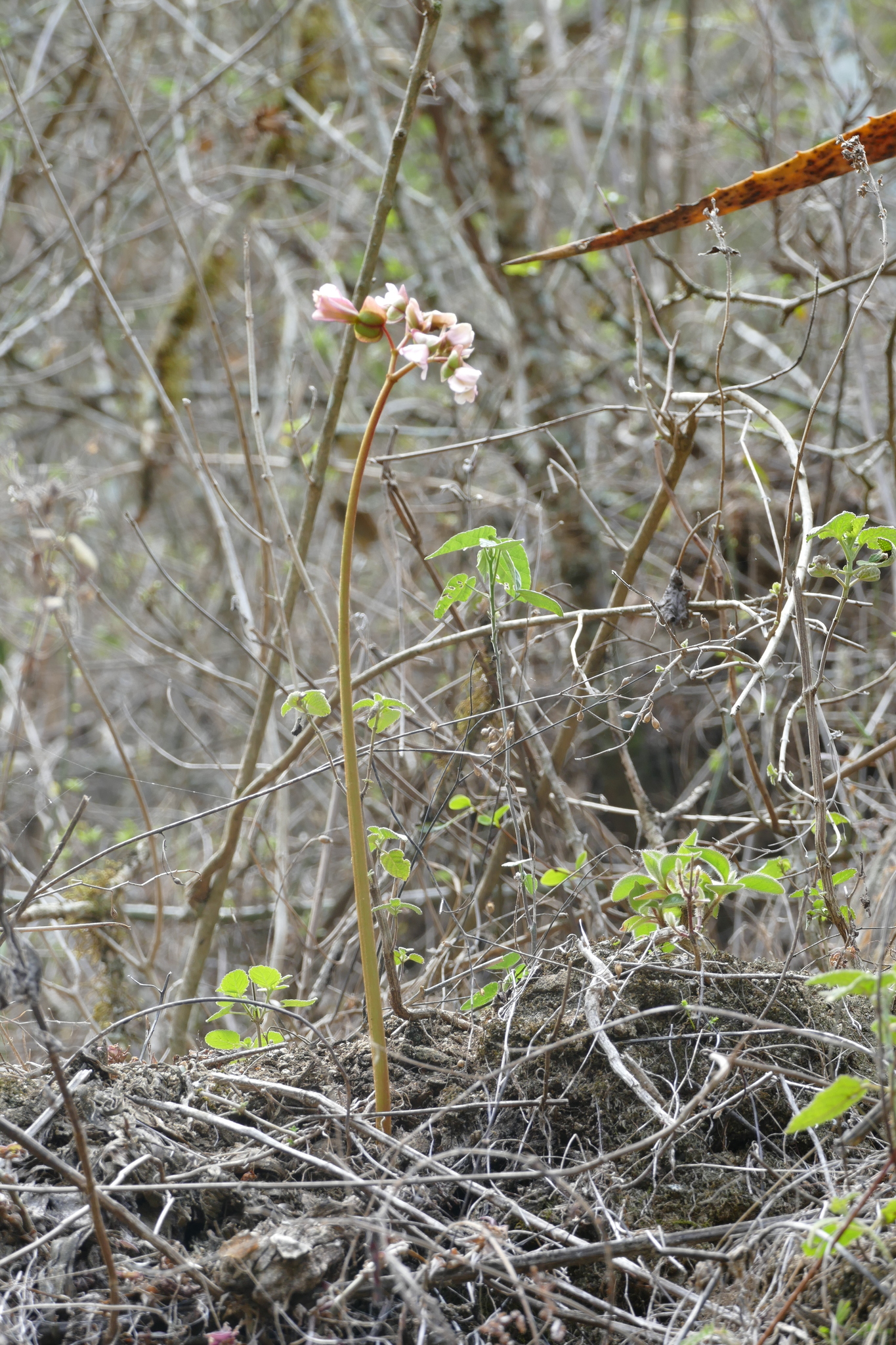 Begonia parcifolia image