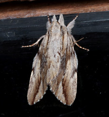 Ecnomodes sagittaria