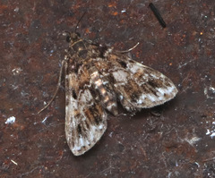Elophila responsalis