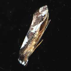 Monopis icterogastra