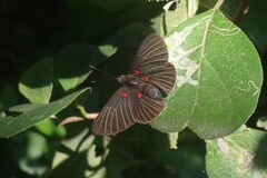 Melanis cephise