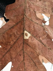 Phyllonorycter basistrigella