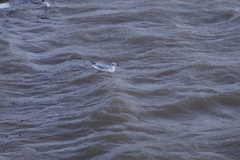 Chroicocephalus ridibundus