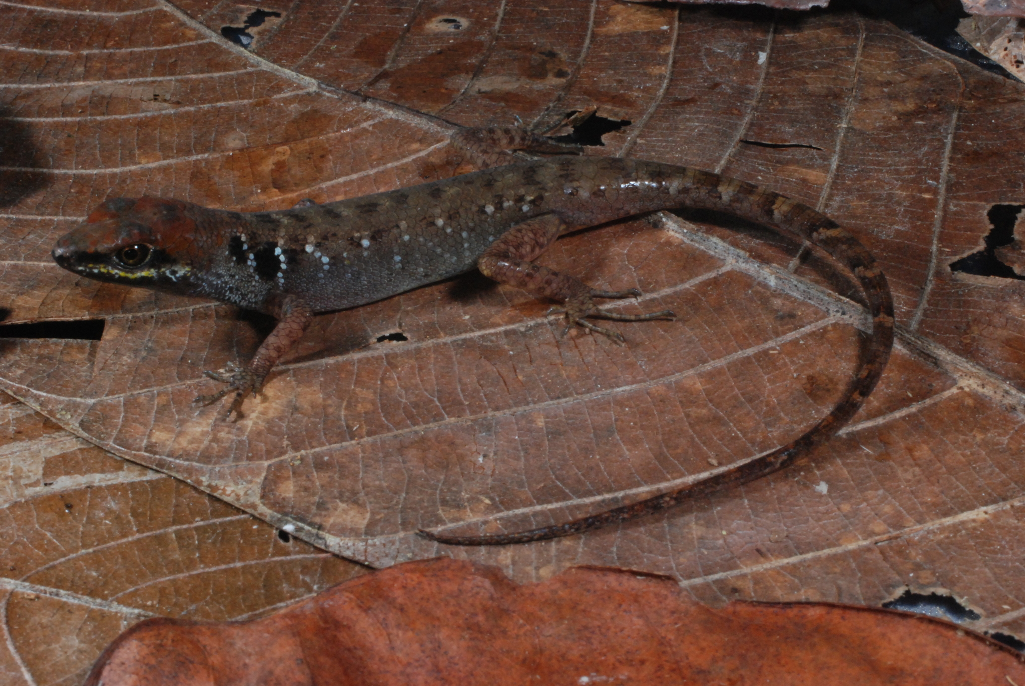 Aignan Island Forest Skink photo 3