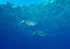 Trachinotus baillonii