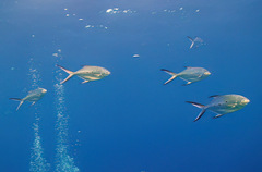 Trachinotus baillonii