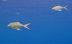 Trachinotus baillonii