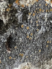 Caloplaca cerina