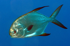 Trachinotus blochii