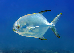 Trachinotus blochii