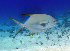 Trachinotus blochii